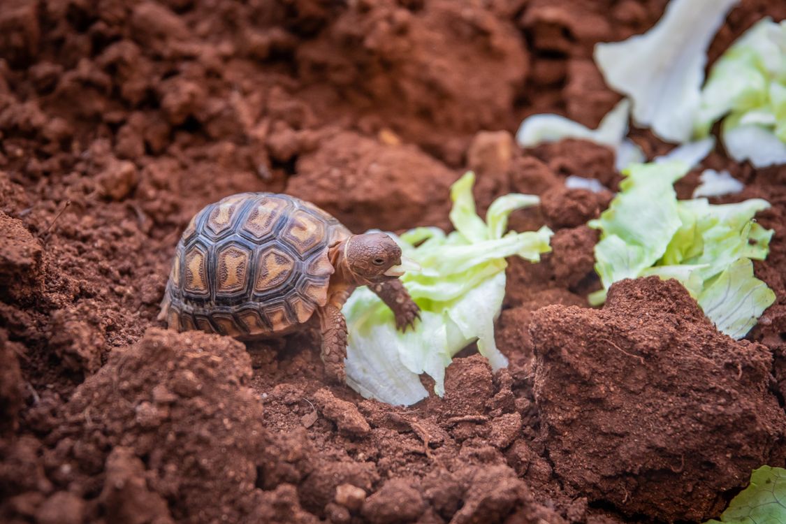 A hatchling tortoise feeding on lettuce