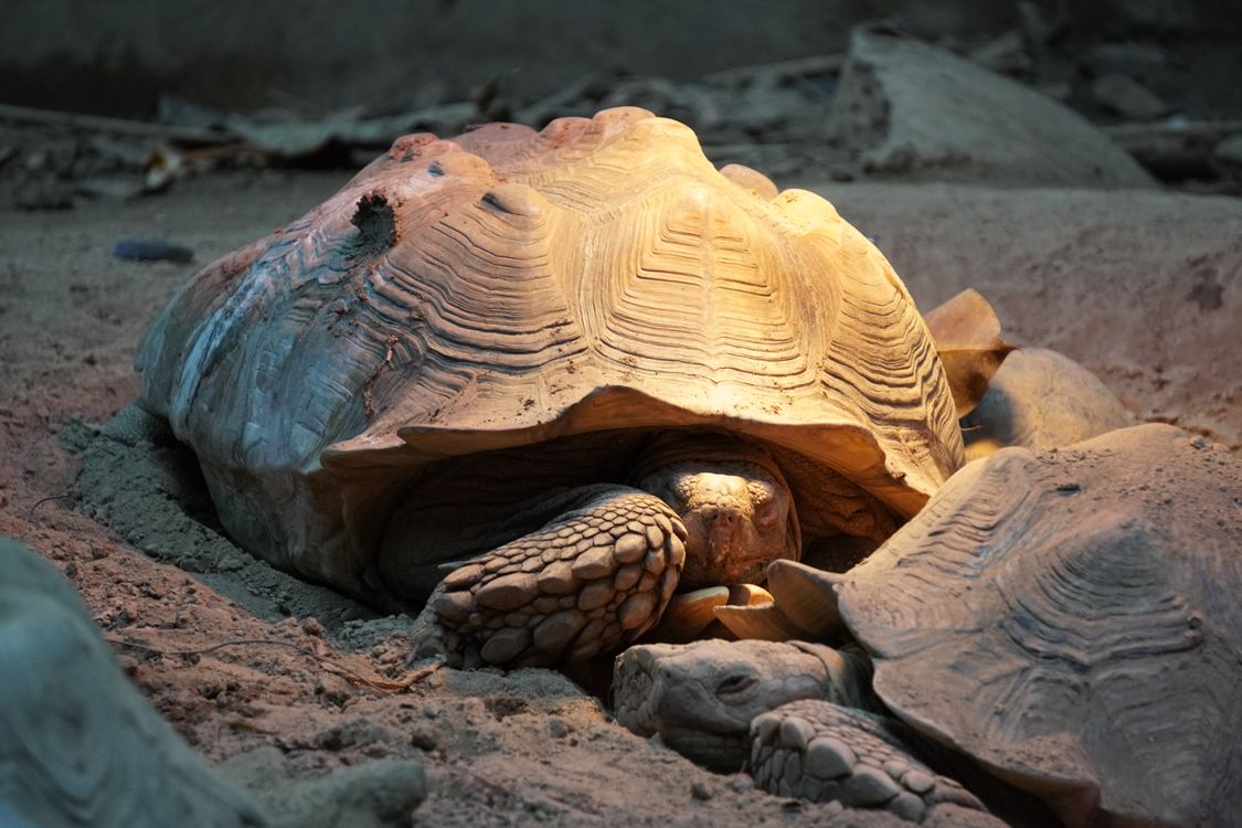 A sulcata tortoise asleep with its head tucked low, settled into warm sand under low evening light