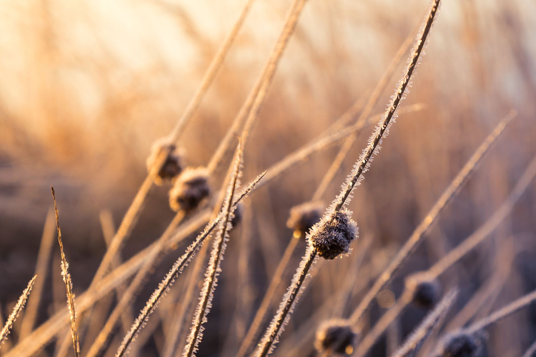 Heavy frost coating grass at sunrise, the freezing conditions that cause permanent eye damage and death in tortoises
