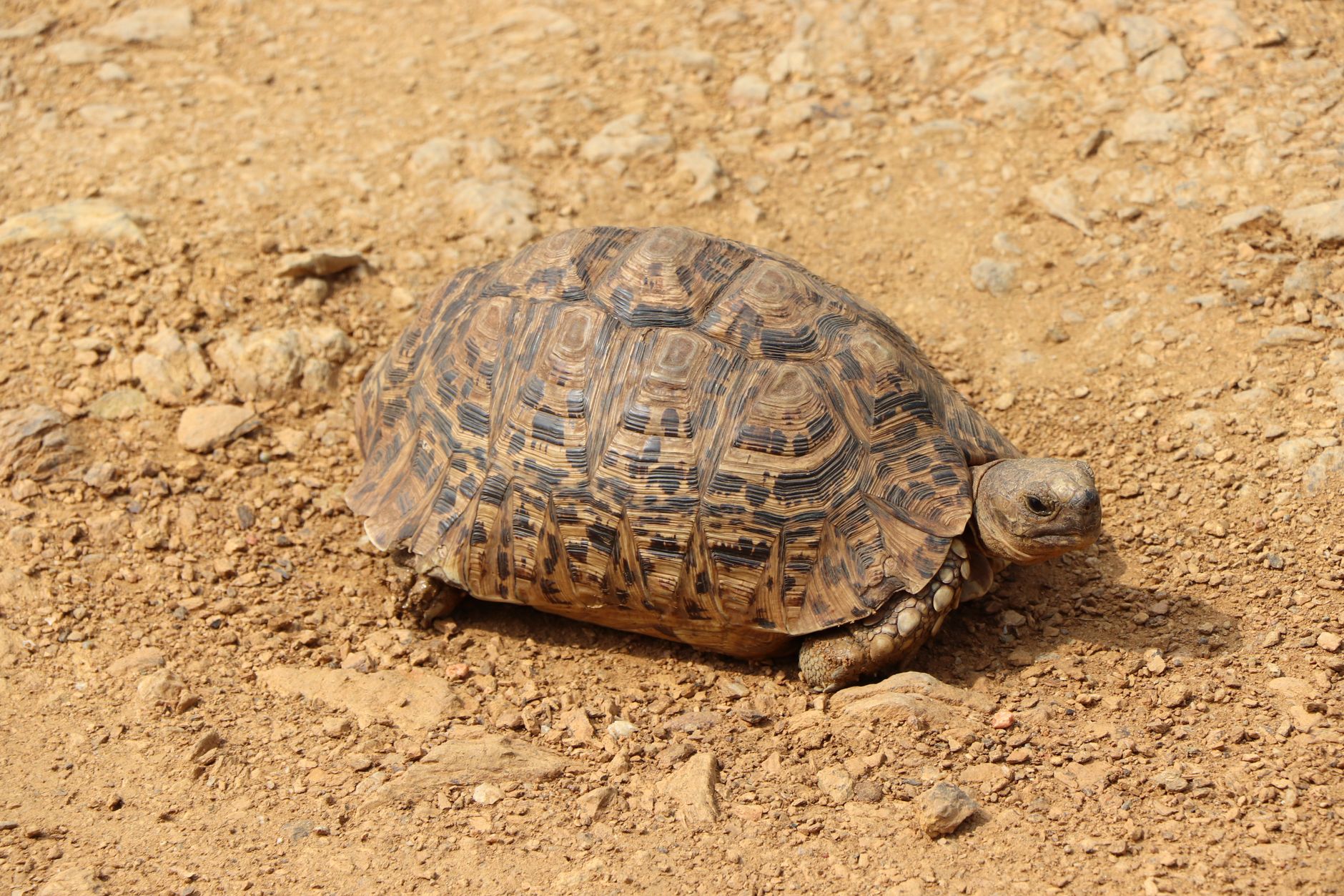 A leopard tortoise on dry ground, a tropical species that must never be hibernated and needs heat all winter