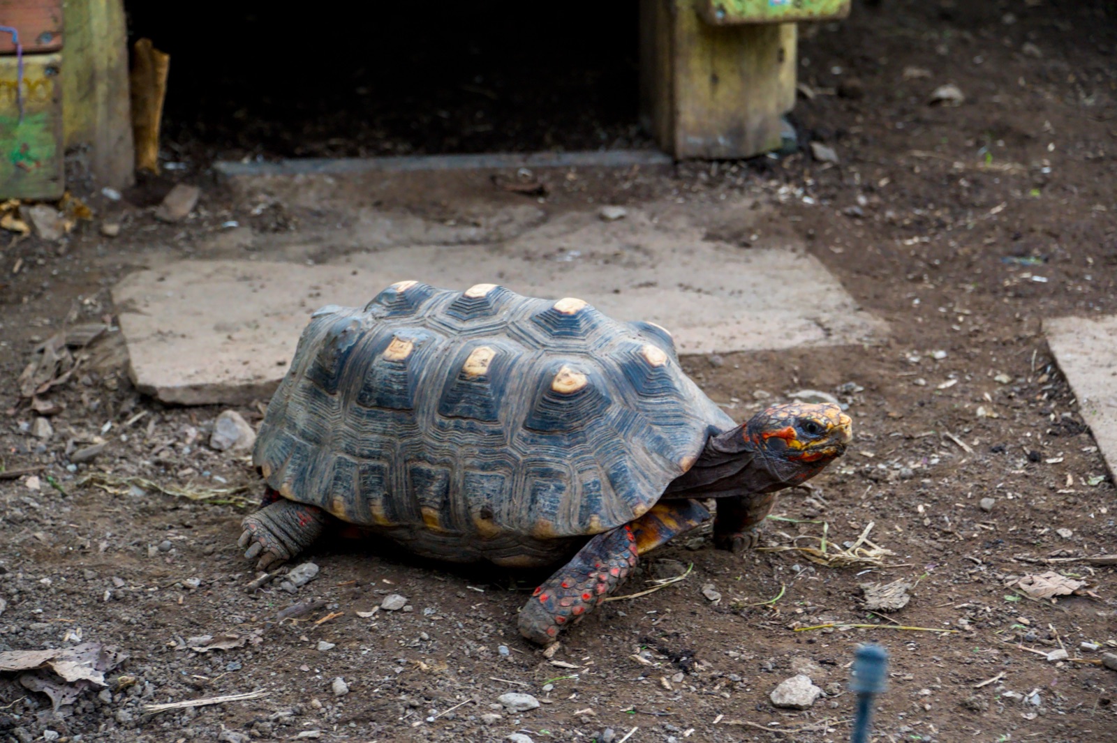 Adult red footed tortoise with bright red leg scales walking in its outdoor enclosure