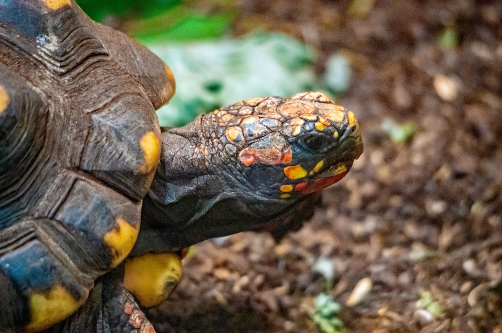 Close-up of a red footed tortoise showing the orange and red head scales