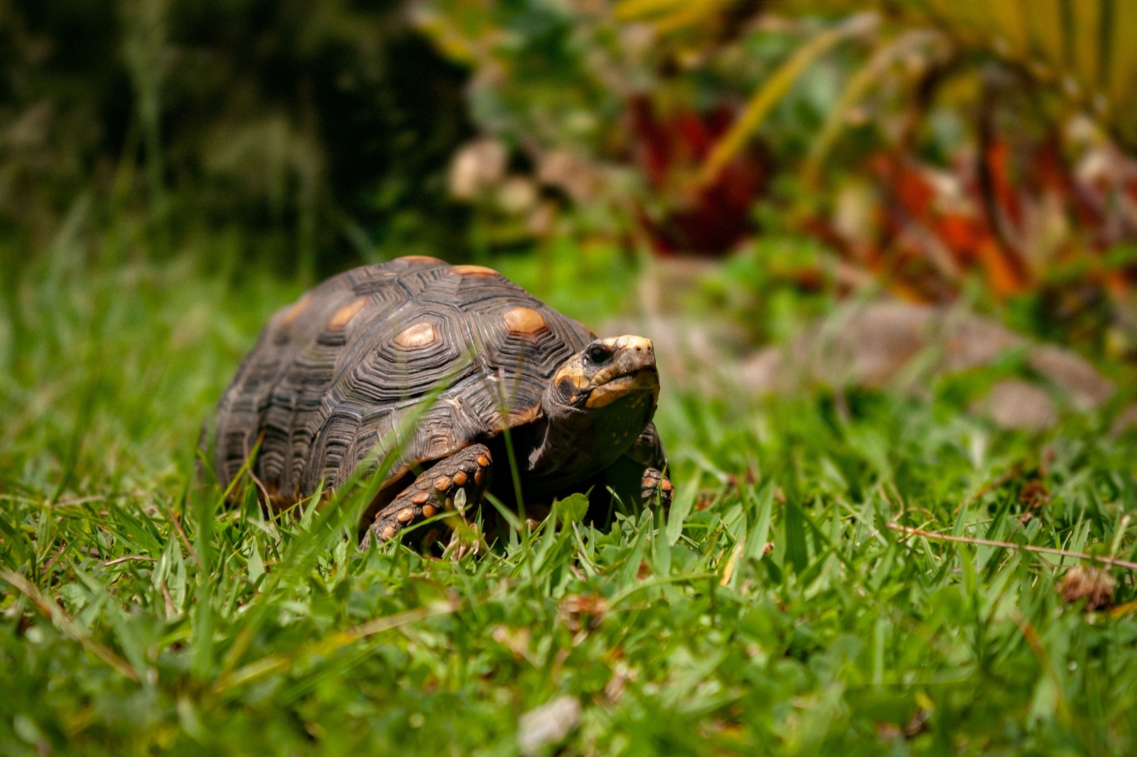 Red footed tortoise walking through green vegetation in a tropical garden