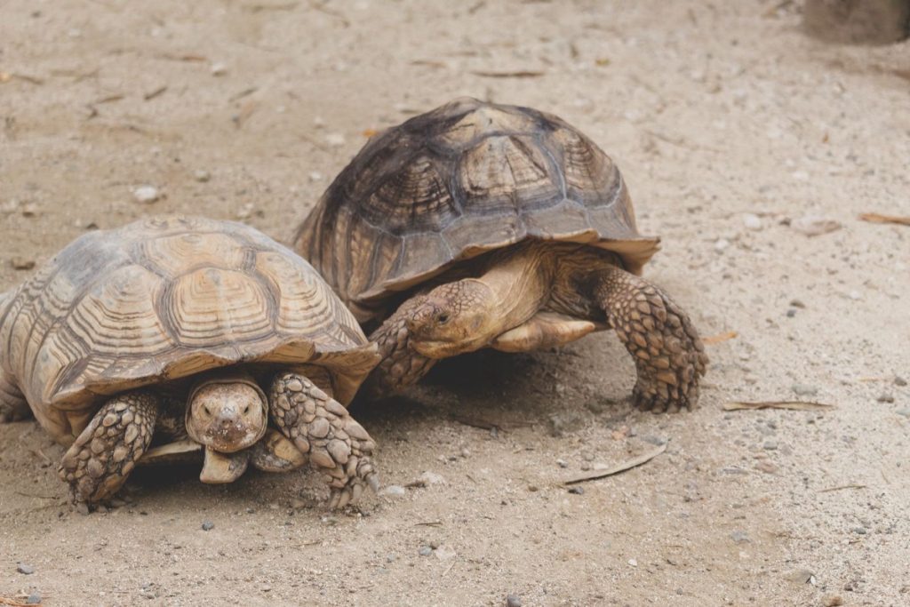Two African spurred sulcata tortoises basking on sandy ground