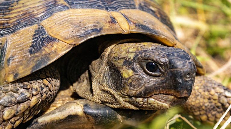 A Hermann's tortoise basking in warm sunlight, the overhead heat every enclosure has to reproduce