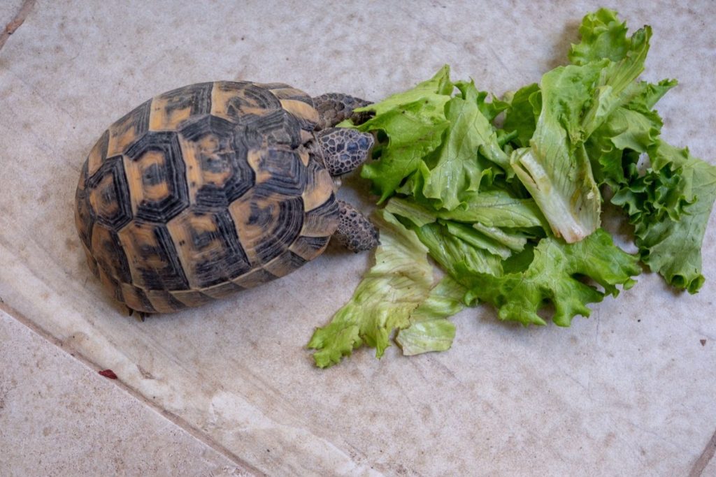 Tortoise eating lettuce on a smooth tile floor with no grip for its feet