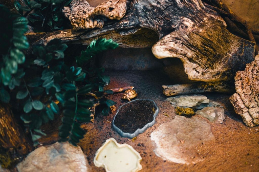 Small tortoise in a naturalistic indoor enclosure with live plants and stones