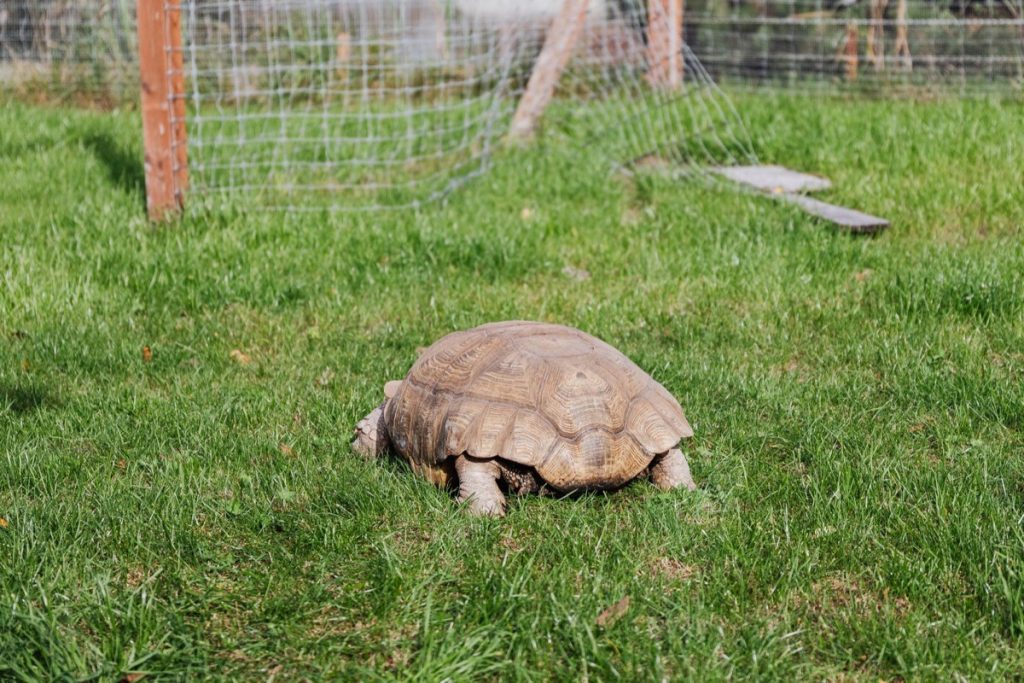 Tortoise grazing in a fenced grassy outdoor enclosure on a sunny day