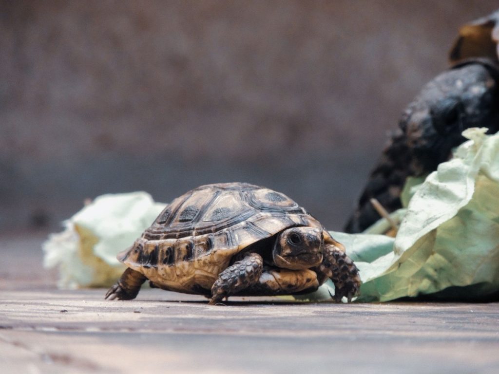 Pet tortoise walking across a hard indoor floor surrounded by lettuce leaves